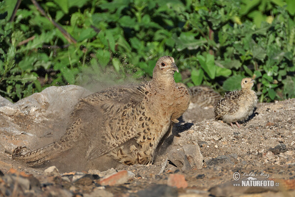 Fasan (Phasianus colchicus)