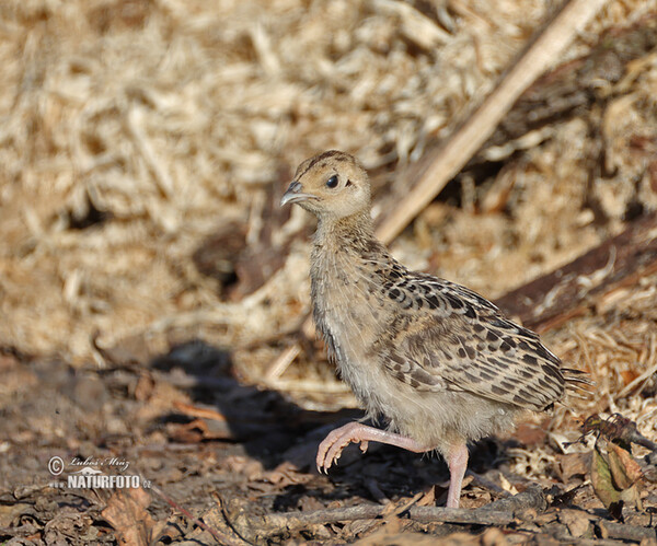 Fasan (Phasianus colchicus)