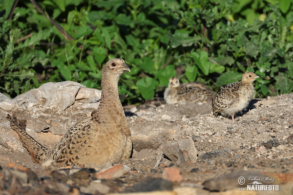 Fasan (Phasianus colchicus)