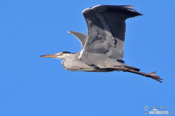 Fischreiher (Ardea cinerea)