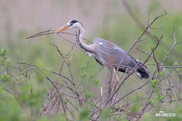 Fischreiher (Ardea cinerea)