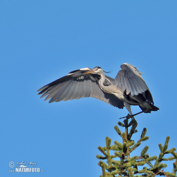 Fischreiher (Ardea cinerea)