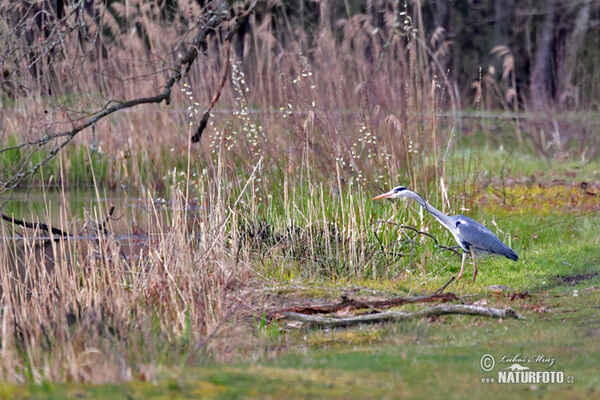 Fischreiher (Ardea cinerea)