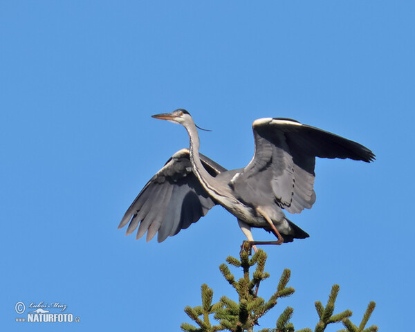 Fischreiher (Ardea cinerea)