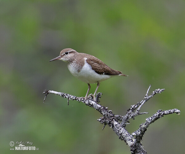 Flußuferiäufer (Actitis hypoleucos)