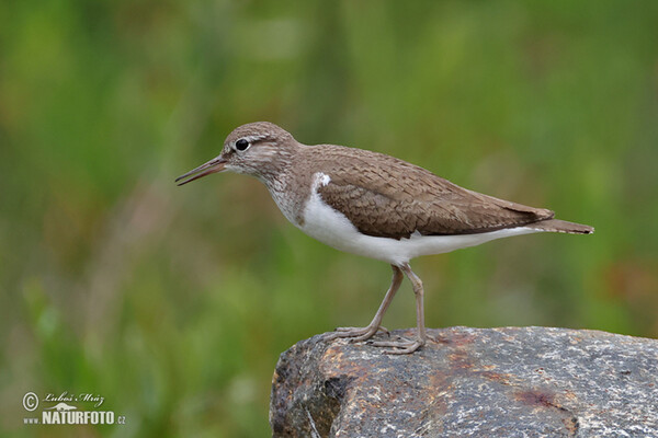 Flußuferiäufer (Actitis hypoleucos)