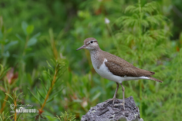 Flußuferiäufer (Actitis hypoleucos)