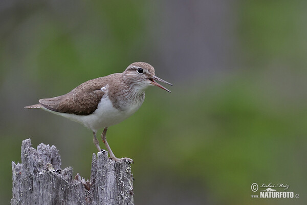 Flußuferiäufer (Actitis hypoleucos)