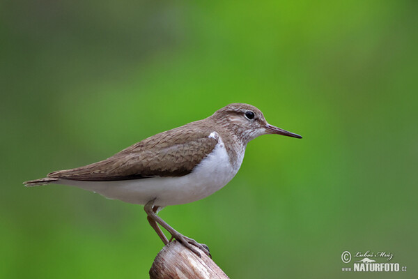 Flußuferiäufer (Actitis hypoleucos)