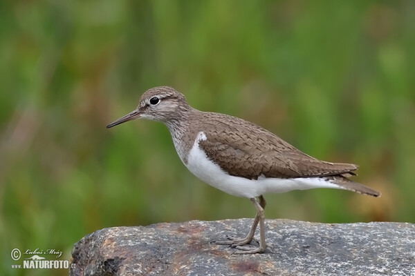 Flußuferiäufer (Actitis hypoleucos)