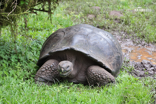 Galapagos-Reisenschildkröten (Geochelone nigra complex)