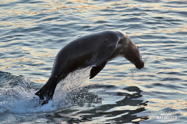 Galápagos-Seebär (Arctocephalus galapagoensis)