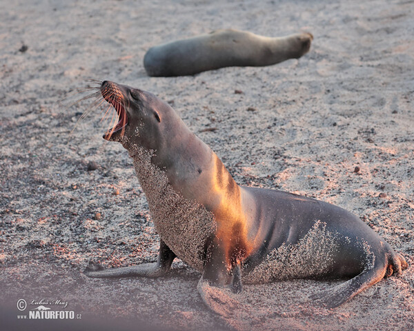 Galápagos-Seebär (Arctocephalus galapagoensis)