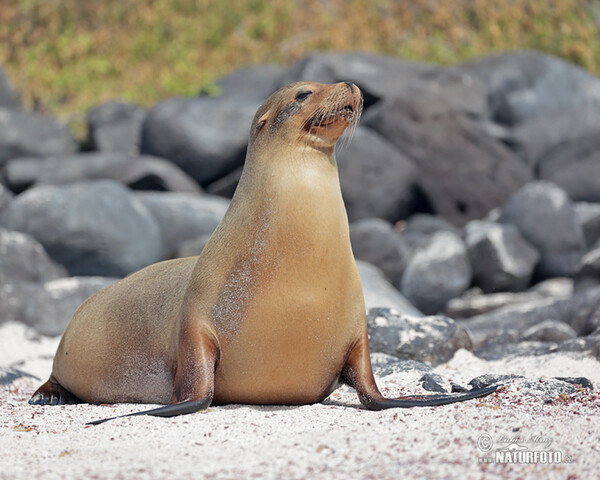 Galápagos-Seebär (Arctocephalus galapagoensis)