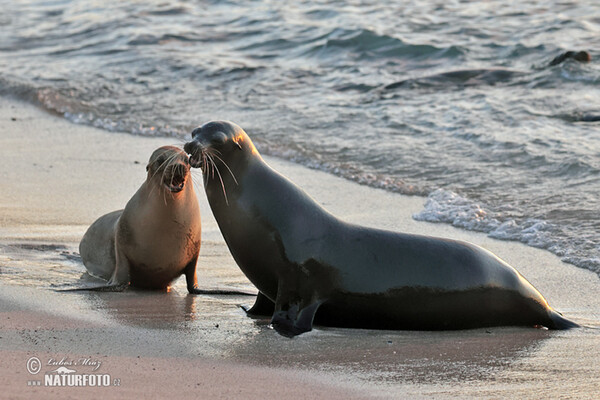 Galápagos-Seebär (Arctocephalus galapagoensis)