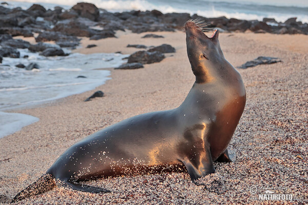 Galápagos-Seebär (Arctocephalus galapagoensis)