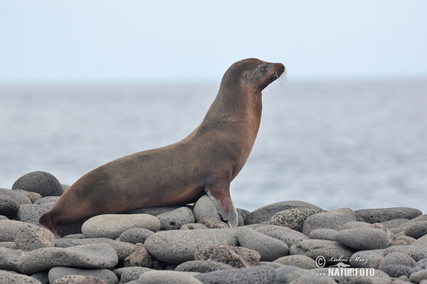 Galápagos-Seebär (Arctocephalus galapagoensis)