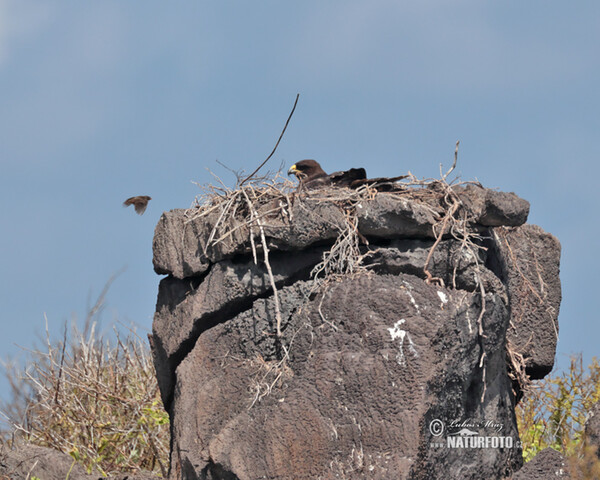 Galápagosbussard (Buteo galapagoensis)