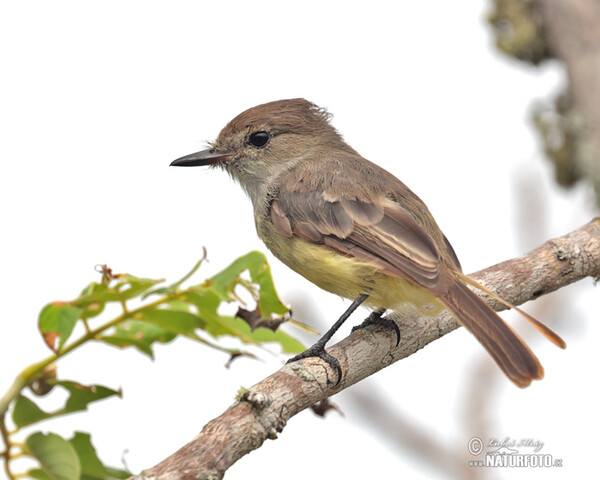 Galápagosschopftyrann (Myiarchus magnirostris)