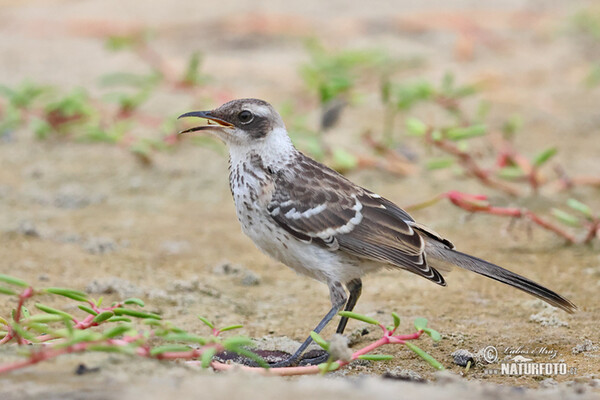 Galápagosspottedrossel (Mimus parvulus)