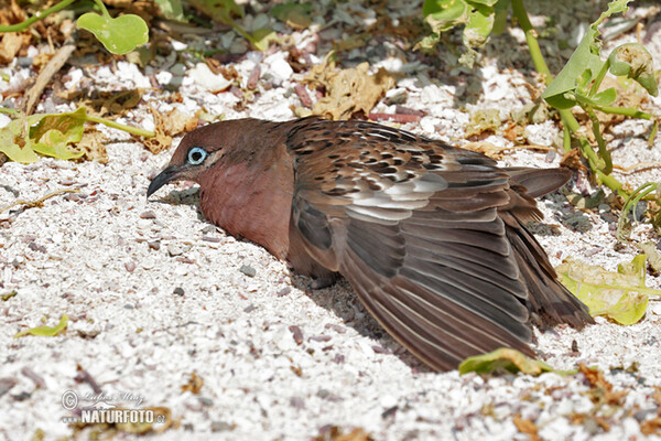 Galápagosstaube (Zenaida galapagoensis)