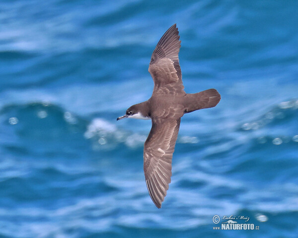 Galápagossturmtaucher (Puffinus subalaris)