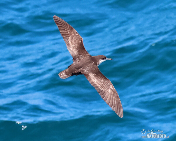 Galápagossturmtaucher (Puffinus subalaris)