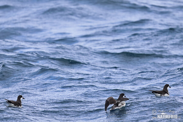 Galápagossturmvogel (Pterodroma phaeopygia)