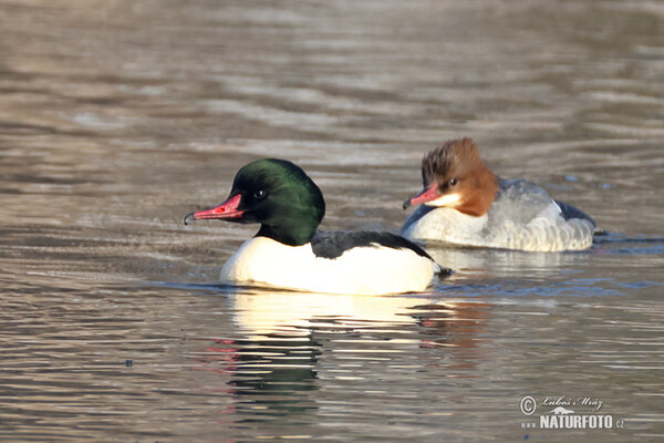 Gänsesäger (Mergus merganser)