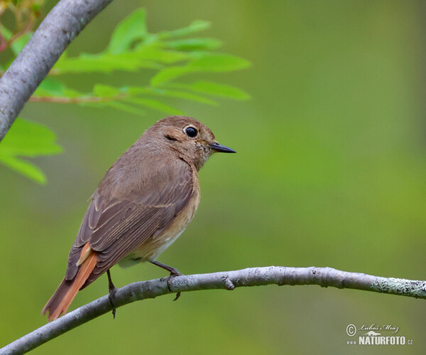 Gartenrotschwanz (Phoenicurus phoenicurus)