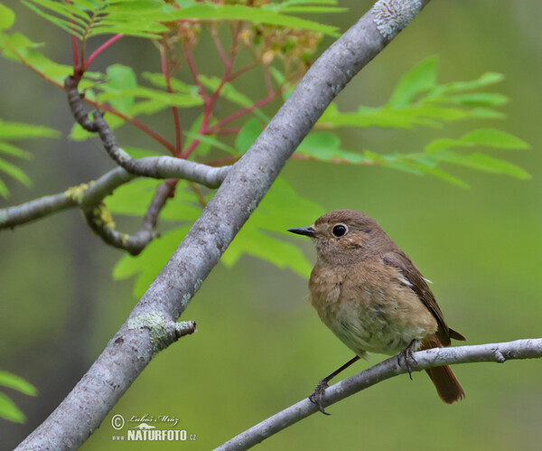 Gartenrotschwanz (Phoenicurus phoenicurus)