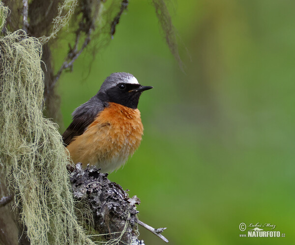 Gartenrotschwanz (Phoenicurus phoenicurus)