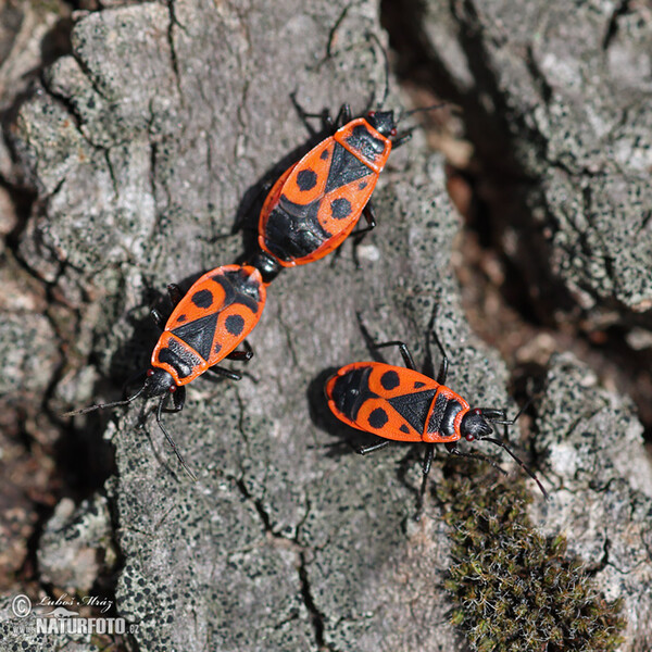 Gemeine Feuerwanze (Pyrrhocoris apterus)