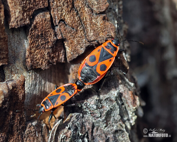 Gemeine Feuerwanze (Pyrrhocoris apterus)