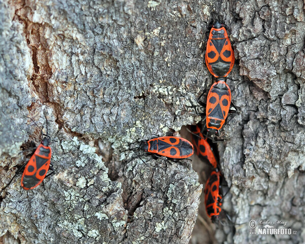 Gemeine Feuerwanze (Pyrrhocoris apterus)