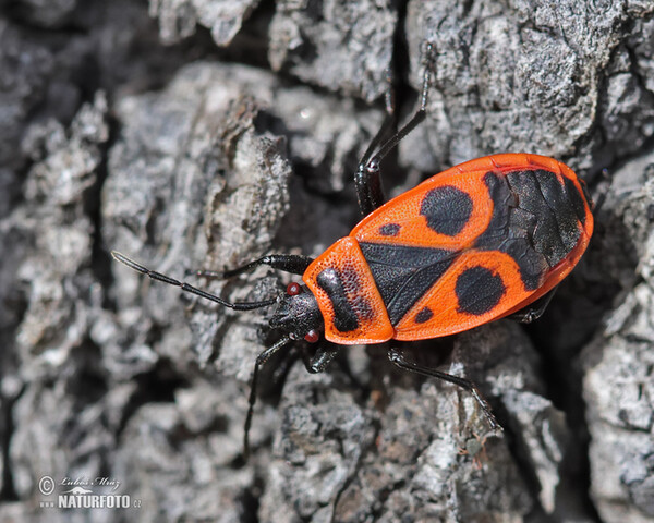 Gemeine Feuerwanze (Pyrrhocoris apterus)