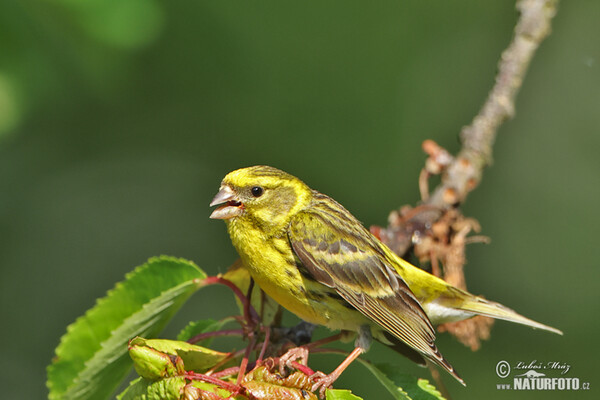 Girlitz (Serinus serinus)