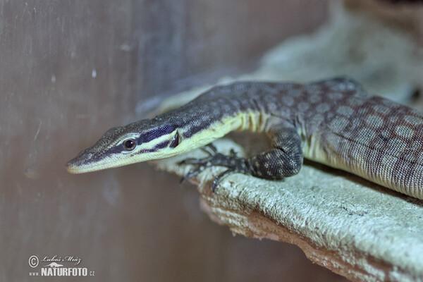 Glauerts Felsenwaran (Varanus glauerti)