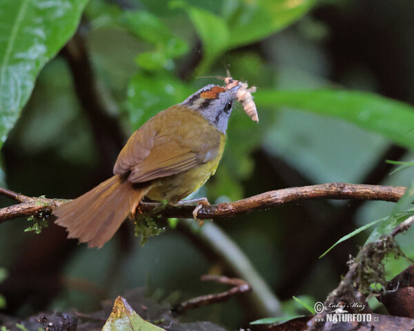 Goldscheitel-Waldsänger (Myiothlypis coronata)