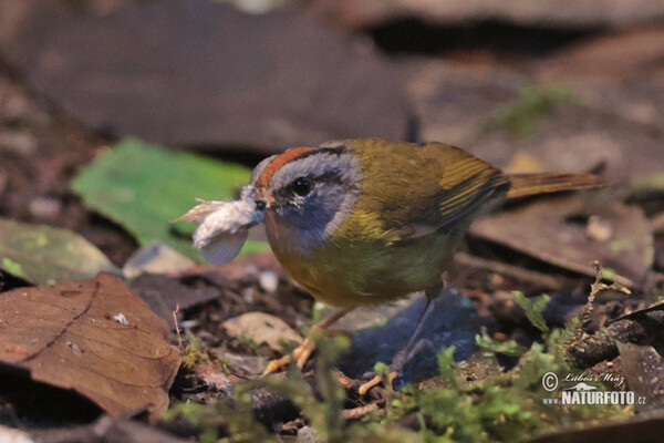 Goldscheitel-Waldsänger (Myiothlypis coronata)