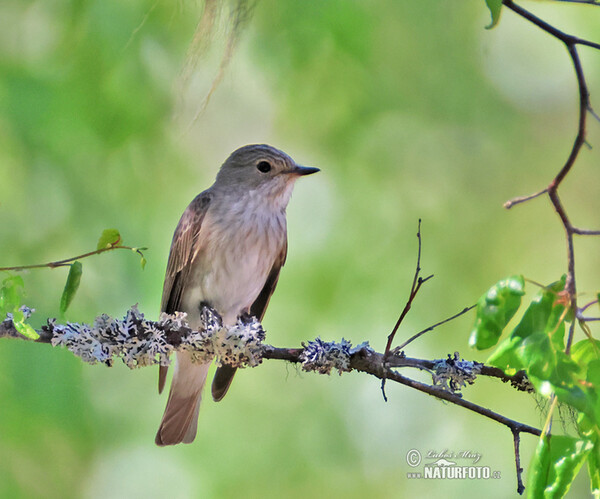 Grauschnäpper (Muscicapa striata)