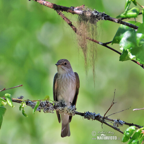 Grauschnäpper (Muscicapa striata)