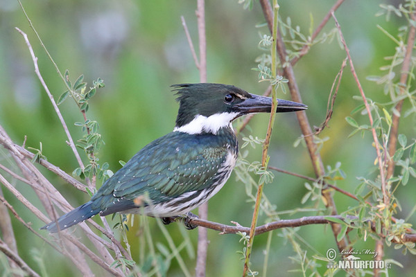 Grünfischer (Chloroceryle americana)