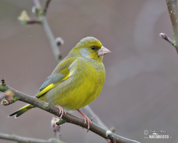 Grünling (Carduelis chloris)