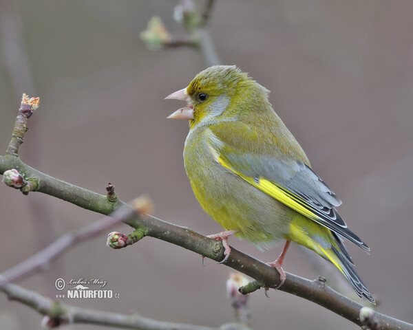 Grünling (Carduelis chloris)