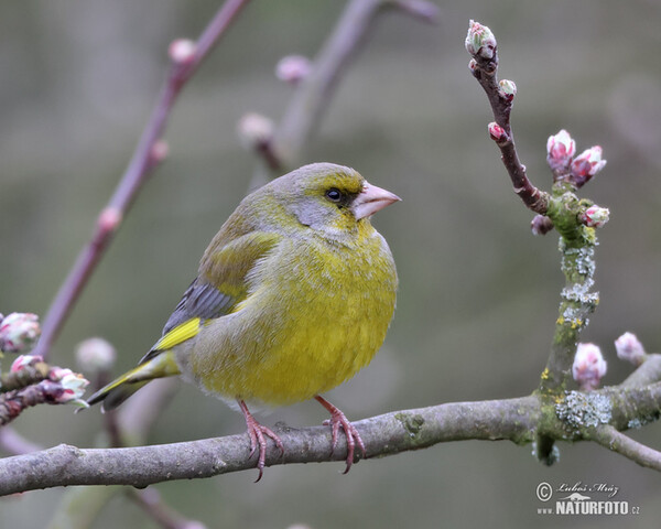 Grünling (Carduelis chloris)