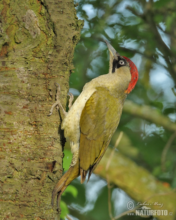 Grünspecht (Picus viridis)