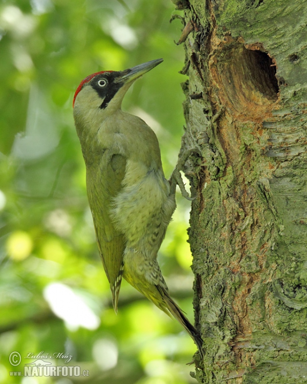 Grünspecht (Picus viridis)