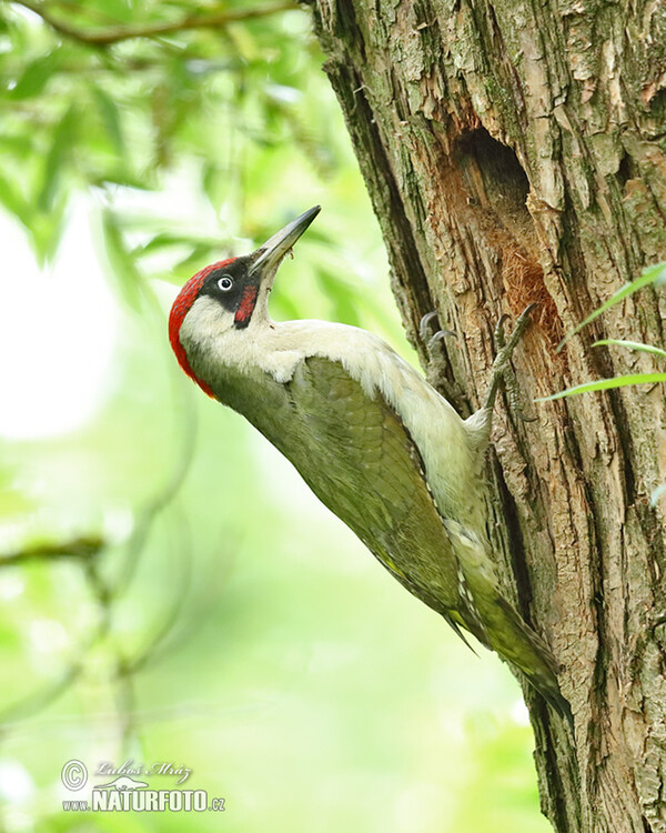 Grünspecht (Picus viridis)