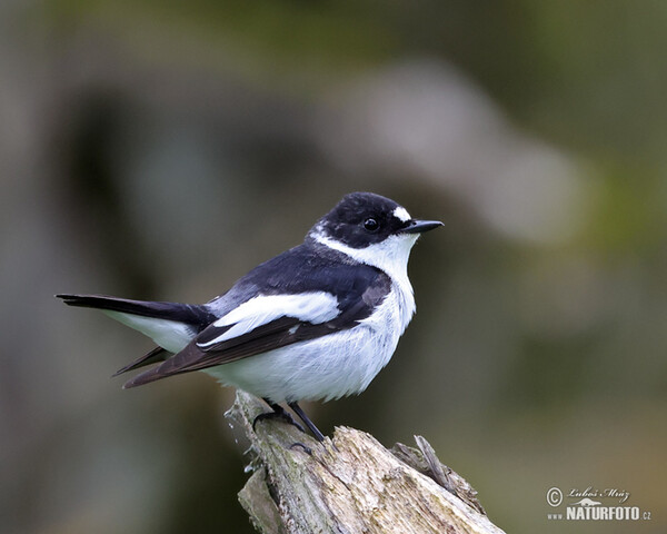 Halsbandschnäpper (Ficedula albicollis)